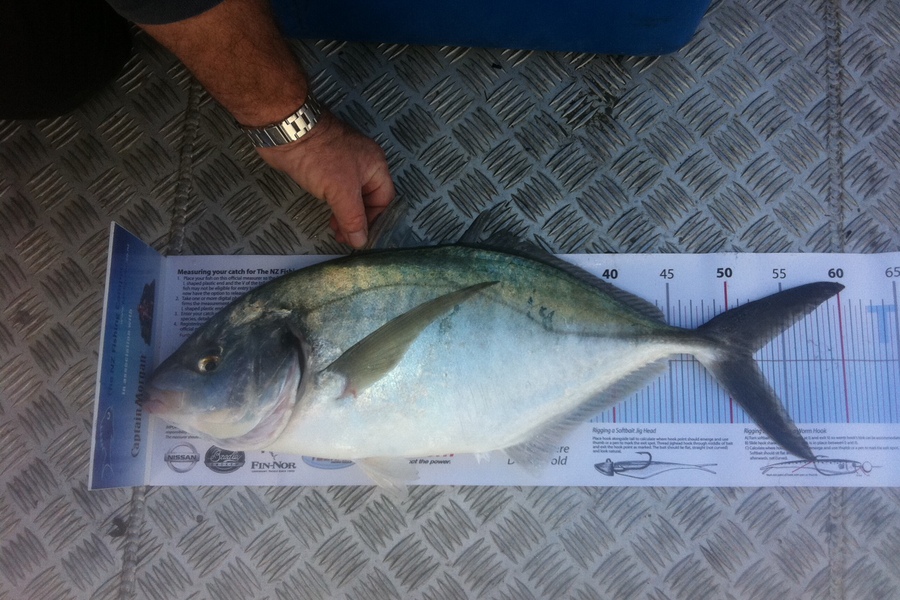 Mason Durry caught this 52.0cm Trevally at D'urville Island during The Export NZ Fishing Competition