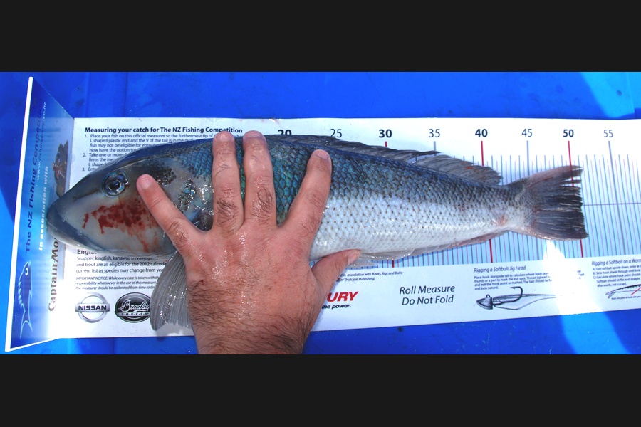 Dan  Govier caught this 50.5cm Blue Cod at D'Urville Island during The Export NZ Fishing Competition