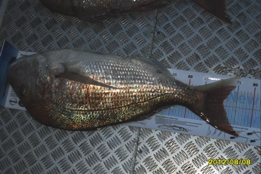 Peter Connolly caught this 71.0cm Snapper at stephens island during The Export NZ Fishing Competition