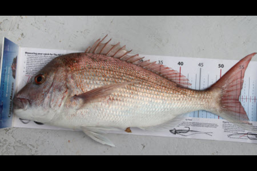 Leanne Tasman-Jones caught this 55.0cm Snapper at NE of Tiri during The Export NZ Fishing Competition