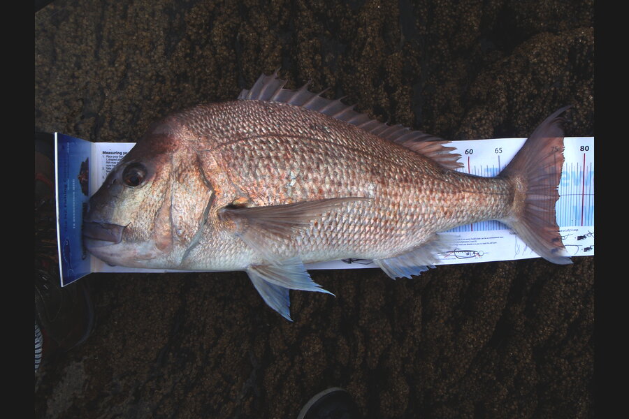 Tom Hatfull caught this 75.0cm Snapper at Kawau during The Export NZ Fishing Competition