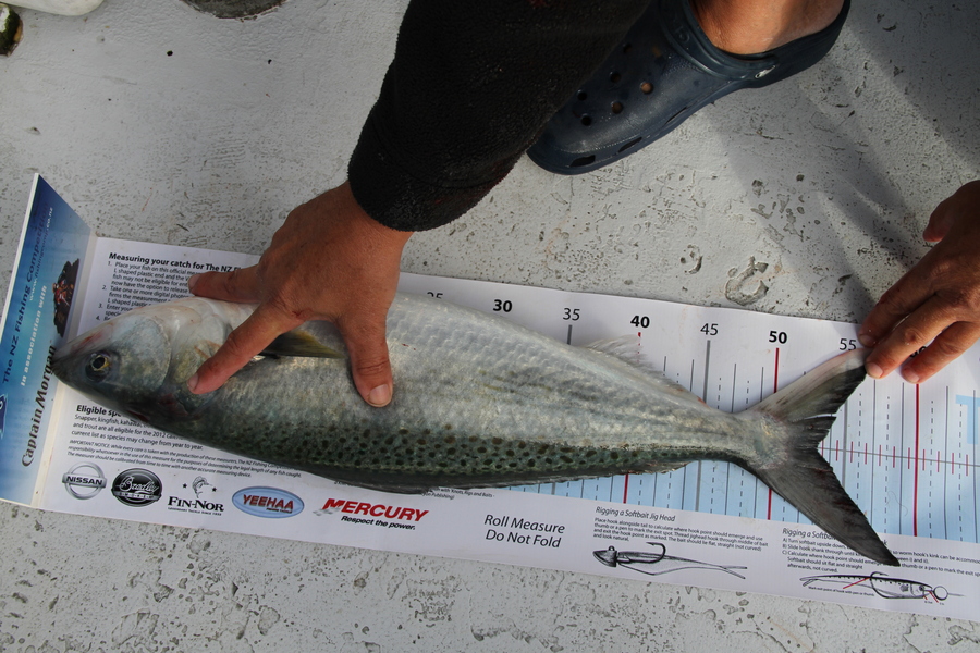 Tim Tasman-Jones caught this 53.0cm Kahawai at NE of Tiri during The Export NZ Fishing Competition