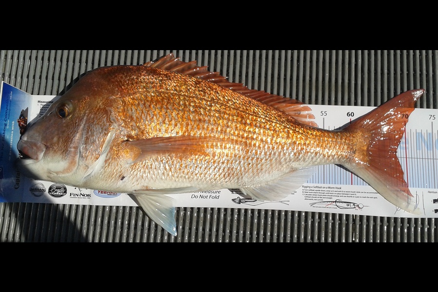 Grant Bittle caught this 68.0cm Snapper at Hauraki Gulf during The Export NZ Fishing Competition