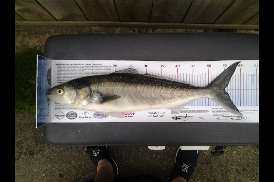 Peter Sparrow caught this 55.0cm Kahawai at Otaki Beach during The Export NZ Fishing Competition