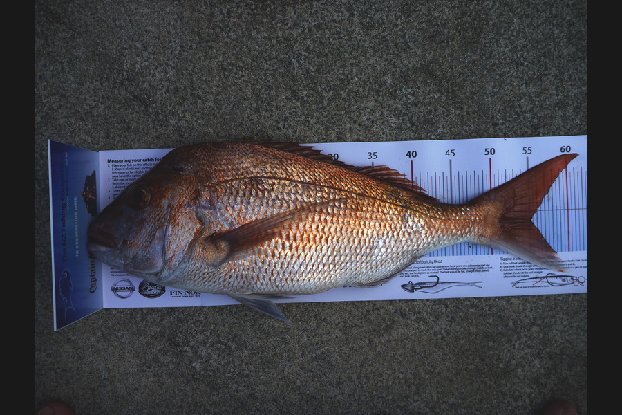 Daimon Clifford caught this 55.0cm Snapper at Hauraki Gulf during The Export NZ Fishing Competition