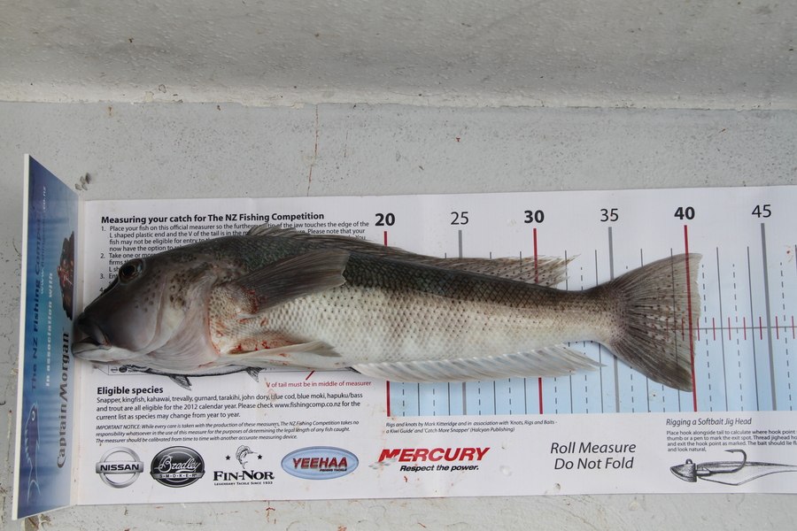michael Parker caught this 40cm Blue Cod at NE of Tiri during The Export NZ Fishing Competition