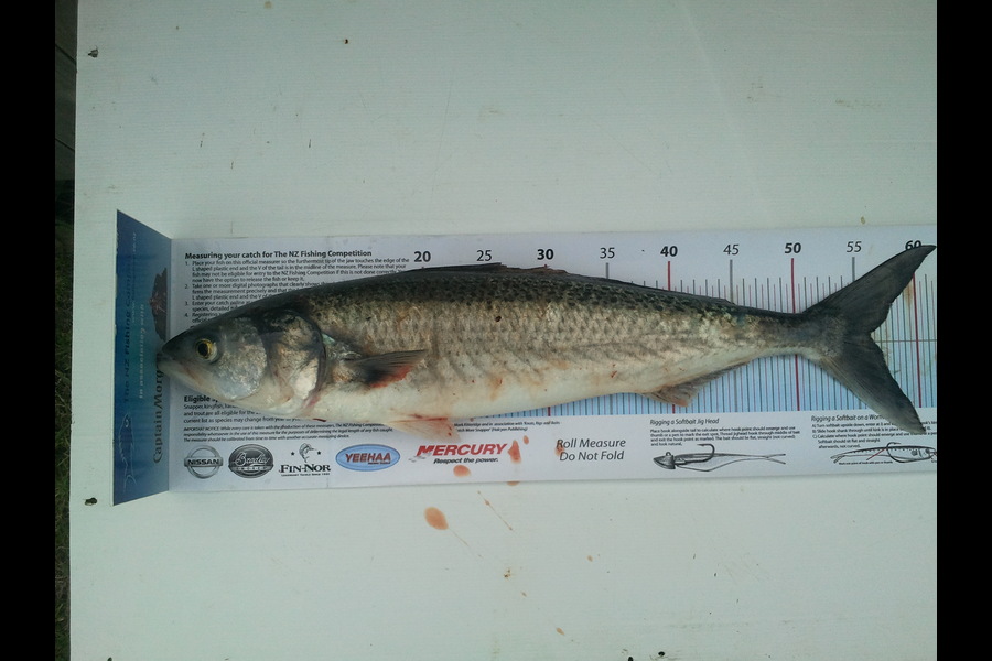 Peter Sparrow caught this 56.0cm Kahawai at Otaki Beach during The Export NZ Fishing Competition