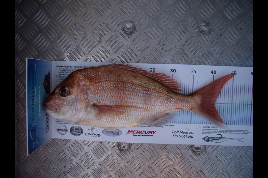 Bryce Lowe caught this 40.5cm Snapper at Waitamata during The Export NZ Fishing Competition