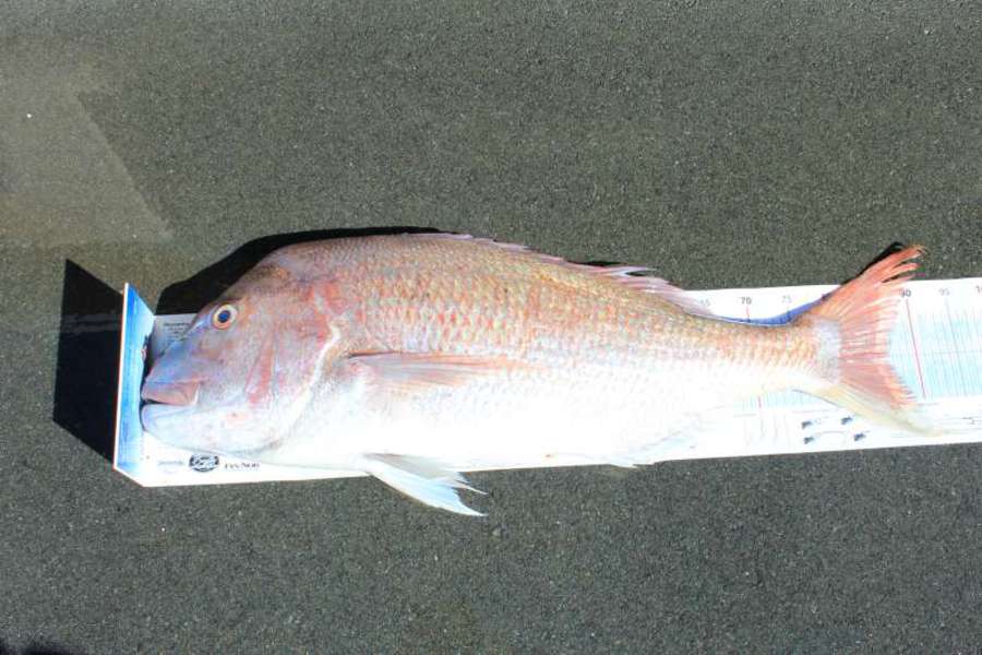 Jeff Holden caught this 86.0cm Snapper at Cable Bay Nelson during The Export NZ Fishing Competition