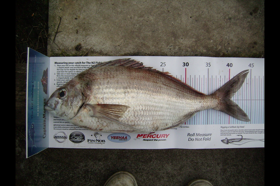 Craig Miller caught this 40.0cm Tarakihi at Gisborne during The Export NZ Fishing Competition