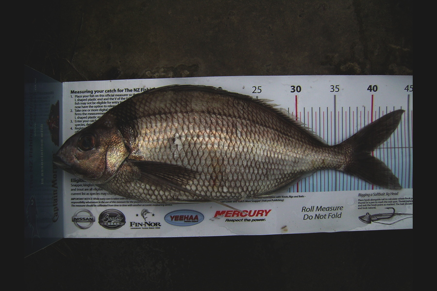 Craig Miller caught this 39.5cm Tarakihi at Gisborne during The Export NZ Fishing Competition