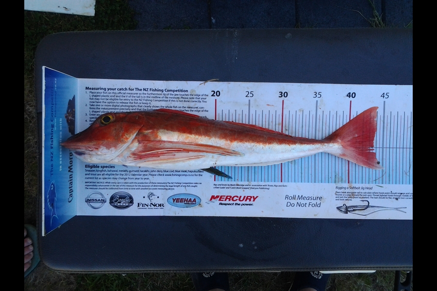 Peter Sparrow caught this 43.5cm Gurnard at Otaki Beach during The Export NZ Fishing Competition