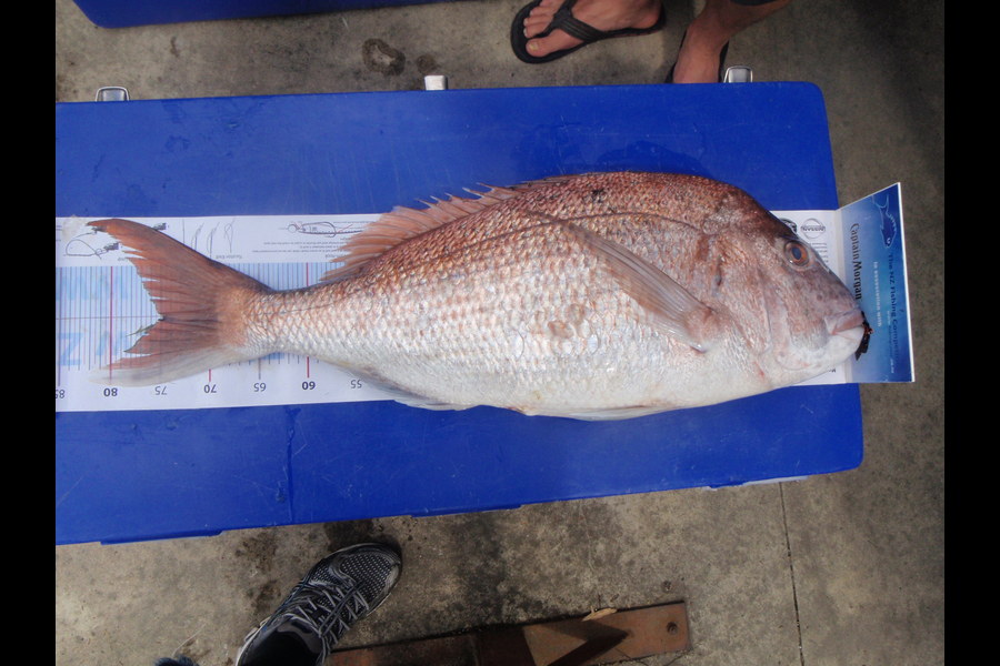 Tom Hatfull caught this 75.0cm Snapper at Black Rocks BOI during The Export NZ Fishing Competition