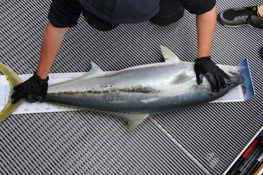 Grant Blair caught this 118.0cm Kingfish at Aldermans during The Export NZ Fishing Competition
