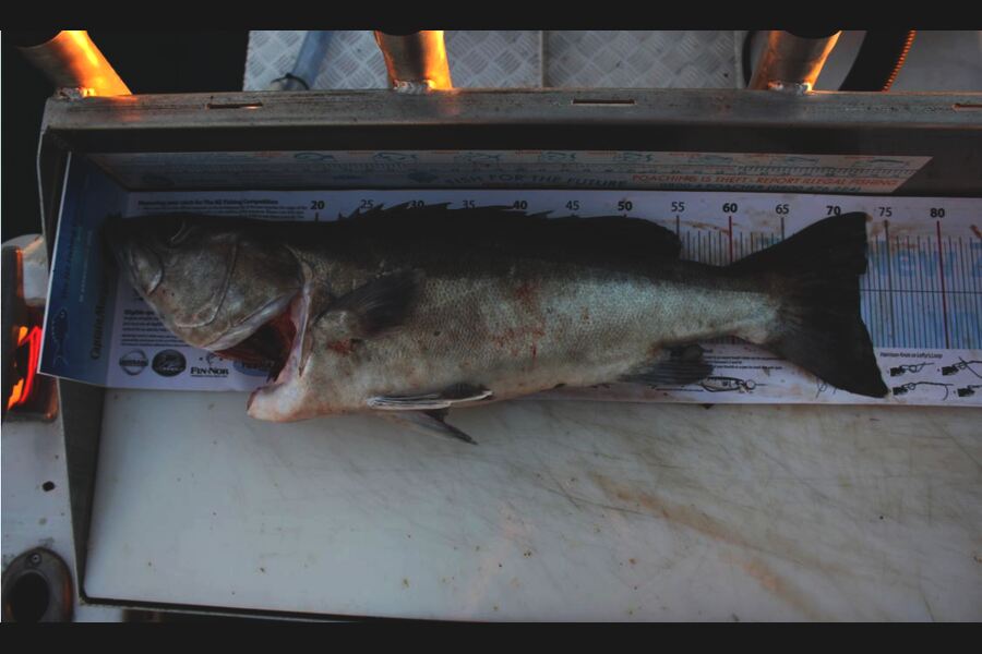 Troy Dando caught this 72.0cm Hapuku/Bass at Durville Island during The Export NZ Fishing Competition