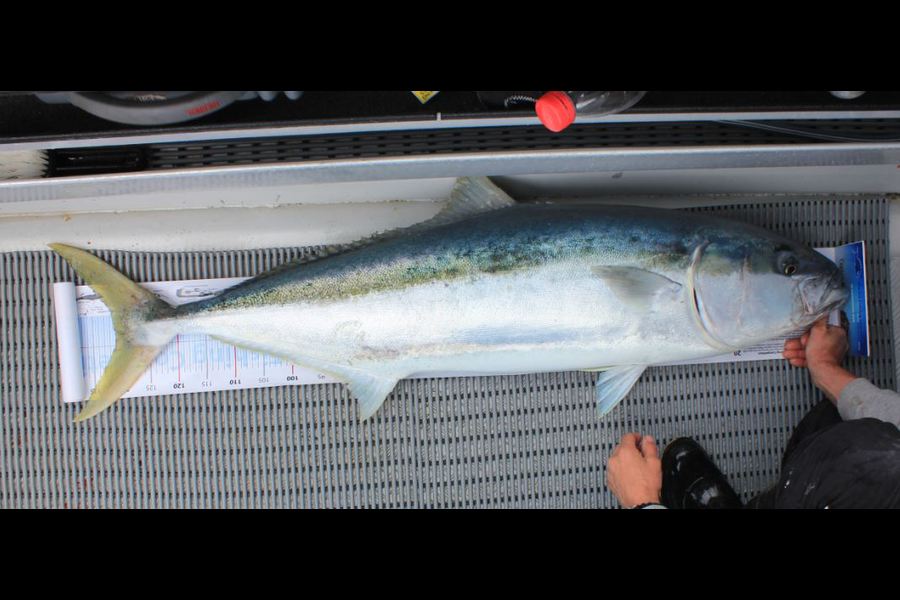 Troy Dando caught this 131.0cm Kingfish at Alderman Islands during The Export NZ Fishing Competition