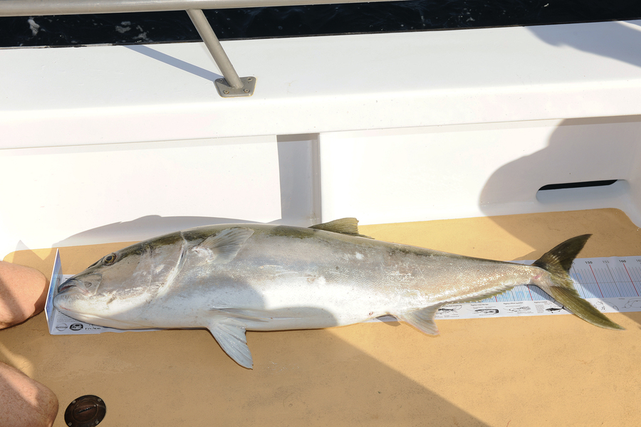 Andrew Coffey caught this 143.0cm Kingfish at Ranfurly bank during The Export NZ Fishing Competition