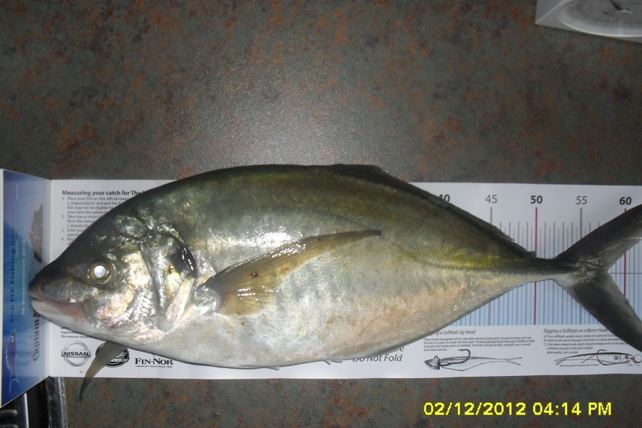 Steve Milne caught this 58.0cm Trevally at Omaha Bay during The Export NZ Fishing Competition