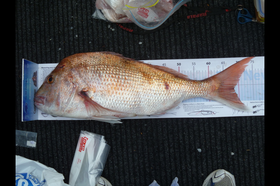 Aron McKeown caught this 68.0cm Snapper at Flat Rock during The Export NZ Fishing Competition