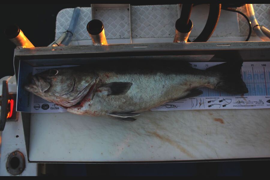 Paul Maskell caught this 90.0cm Hapuku/Bass at Durville Island during The Export NZ Fishing Competition