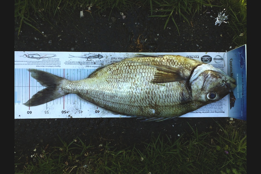 Gavin Henderson caught this 55.0cm Tarakihi at Kapiti during The Export NZ Fishing Competition