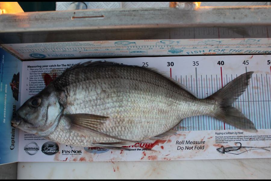 Peter Connolly caught this 41.5cm Tarakihi at Duvillie Island during The Export NZ Fishing Competition
