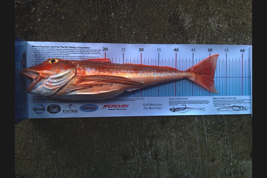 Dave Adamson caught this 51.0cm Gurnard at Tangimoana during The Export NZ Fishing Competition