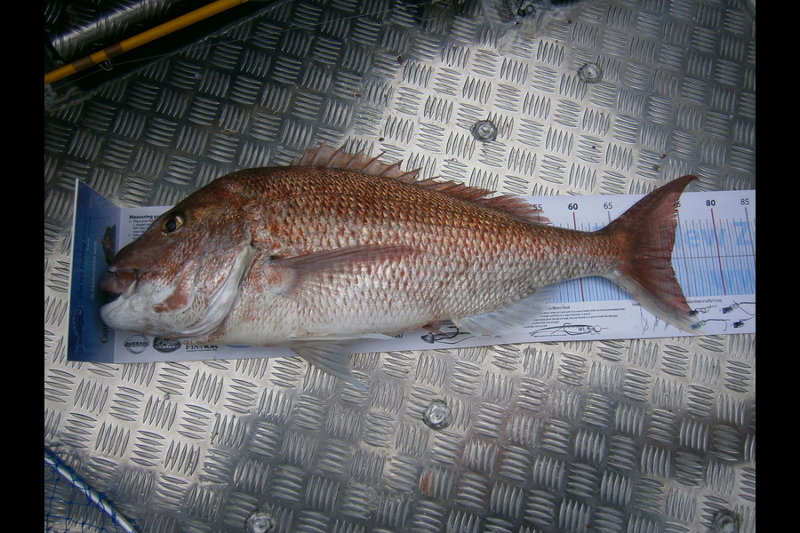 Bryce Lowe caught this 73.0cm Snapper at Kawau Island during The Export NZ Fishing Competition