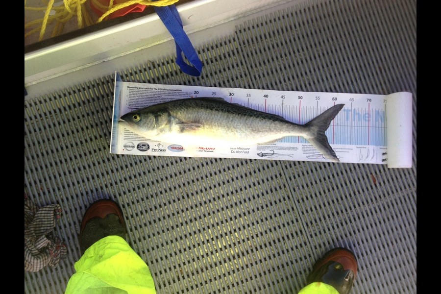 Dave Marx caught this 57.5cm Kahawai at wellington during The Export NZ Fishing Competition