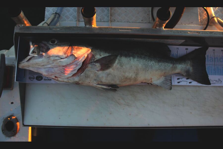 Peter Connolly caught this 90.0cm Hapuku/Bass at Duvillie Island during The Export NZ Fishing Competition
