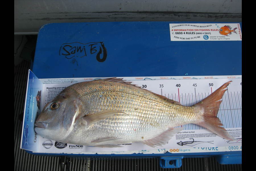 Graeme Johnson caught this 50.5cm Snapper at Kaipara during The Export NZ Fishing Competition