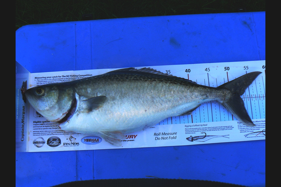 michael Parker caught this 52.5cm Kahawai at Manukau Harbour during The Export NZ Fishing Competition