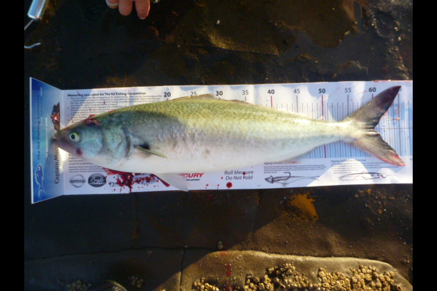 Simon Kaneko caught this 60.0cm Kahawai at Pakiri during The Export NZ Fishing Competition
