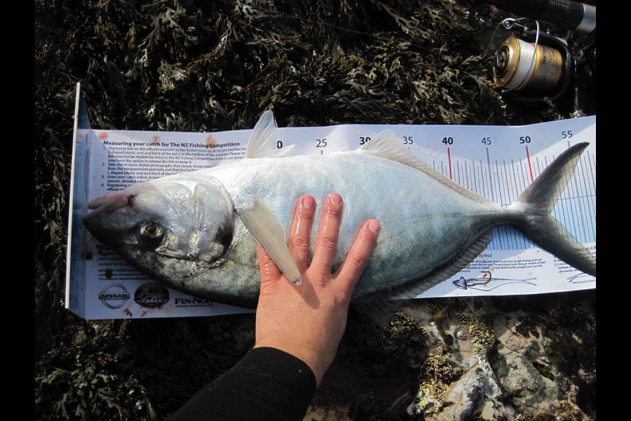 Brendon Deacon caught this 51.0cm Trevally at Taputs during The Export NZ Fishing Competition