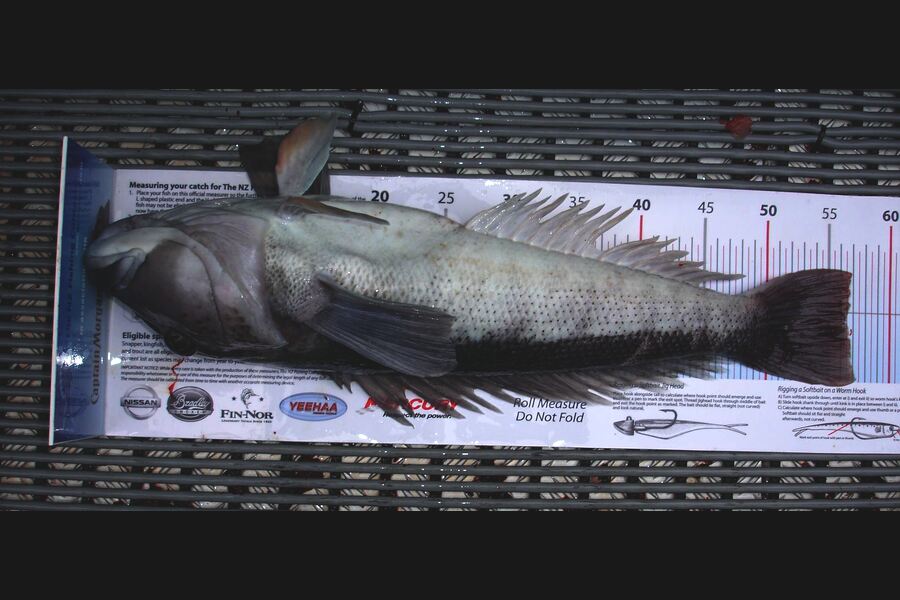 Jason Manson caught this 56.5cm Blue Cod at nelson during The Export NZ Fishing Competition