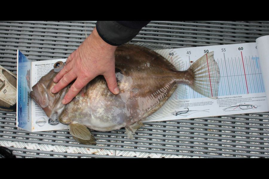 Peter Connolly caught this 51.5cm John Dory at Stephens Island during The Export NZ Fishing Competition