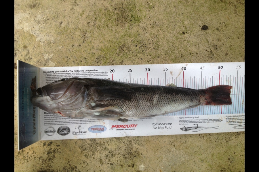 Paul Jervis caught this 52.5cm Blue Cod at makara during The Export NZ Fishing Competition