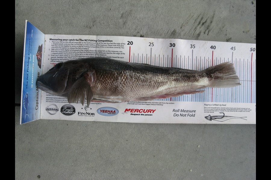 Geoff Behrent caught this 46cm Blue Cod at Papamoa during The Export NZ Fishing Competition