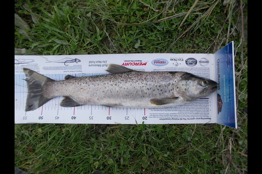 Johnny Huynen caught this 54.5cm Trout at Ruamahanga during The Export NZ Fishing Competition
