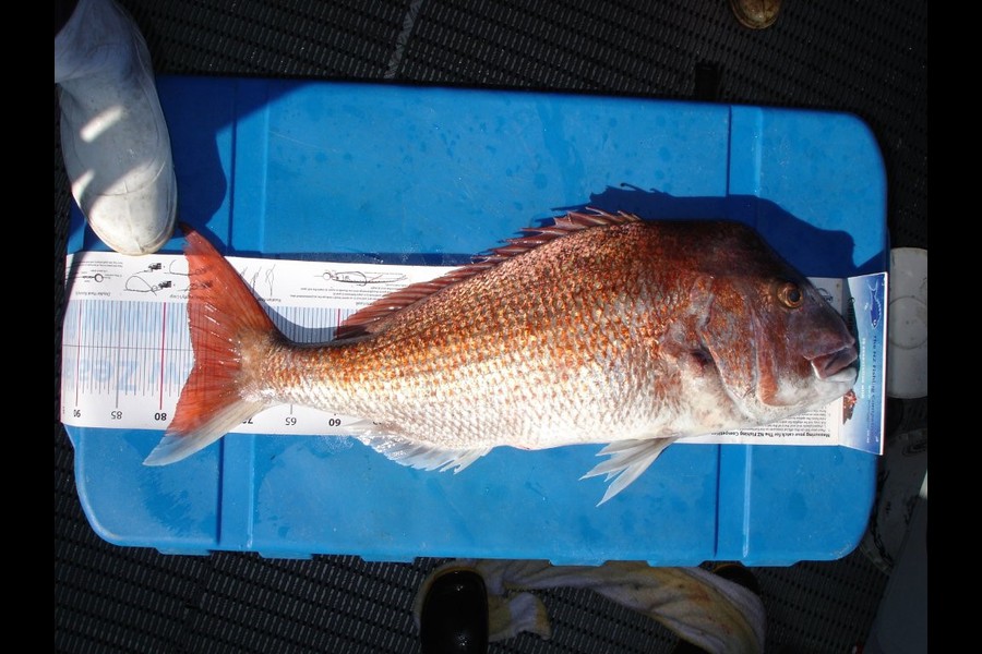 Peter Connolly caught this 76.0cm Snapper at Stephens Island during The Export NZ Fishing Competition