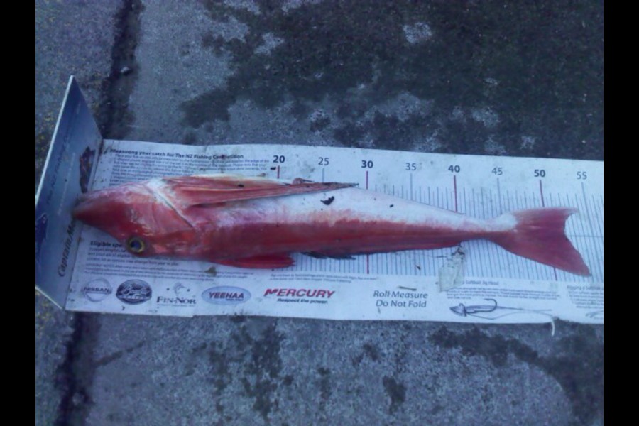 Gavin Henderson caught this 51.5cm Gurnard at Kapiti  during The Export NZ Fishing Competition