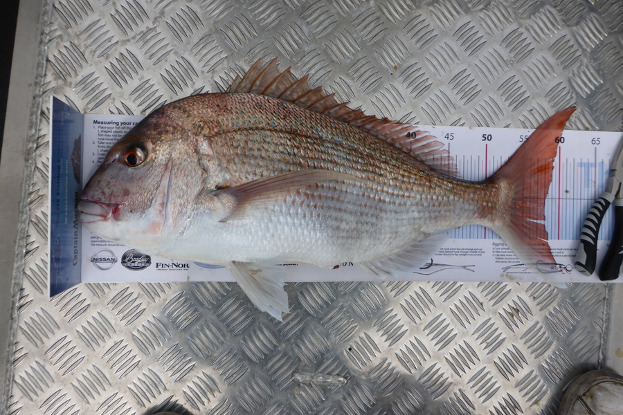 Richard Davies caught this 58.0cm Snapper at welly west during The Export NZ Fishing Competition
