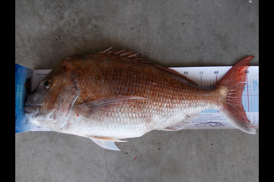Steve Backhurst caught this 68.0cm Snapper at Kapiti during The Export NZ Fishing Competition
