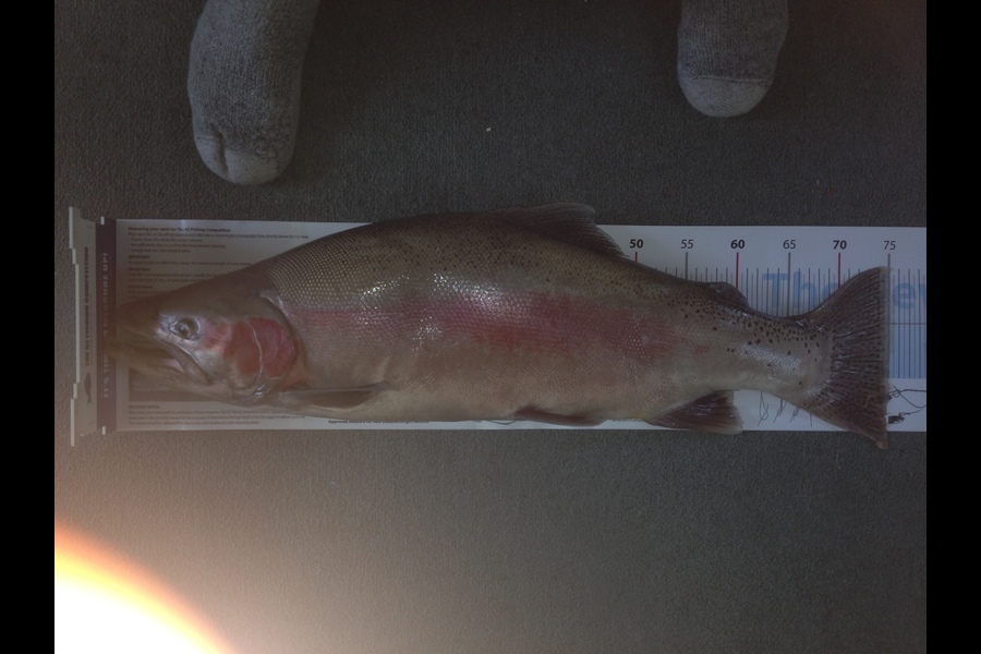 Ross Hunt caught this 73.5cm Trout at canterbury during The Export NZ Fishing Competition