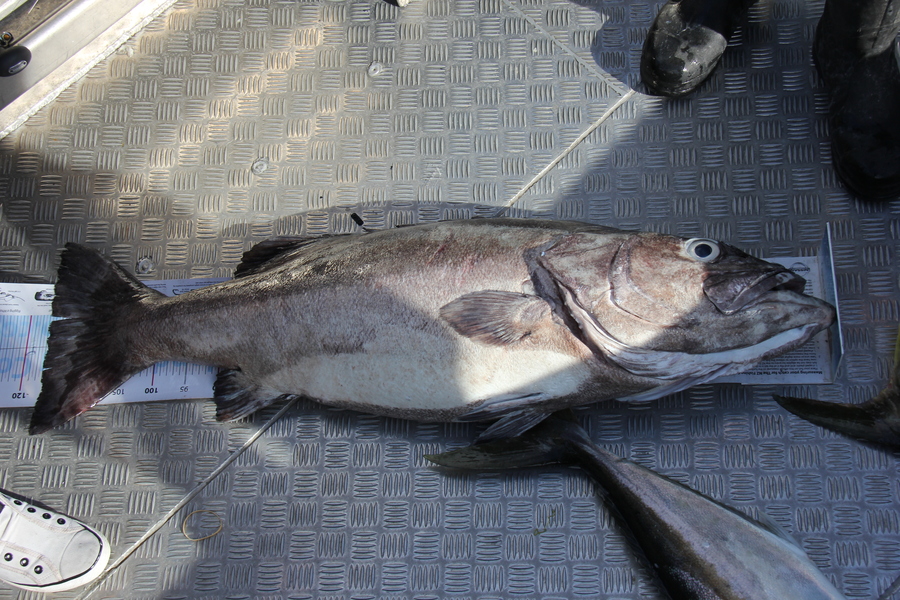 Jamie Hodgetts caught this 115.0cm Hapuku/Bass at Aldermans during The Export NZ Fishing Competition