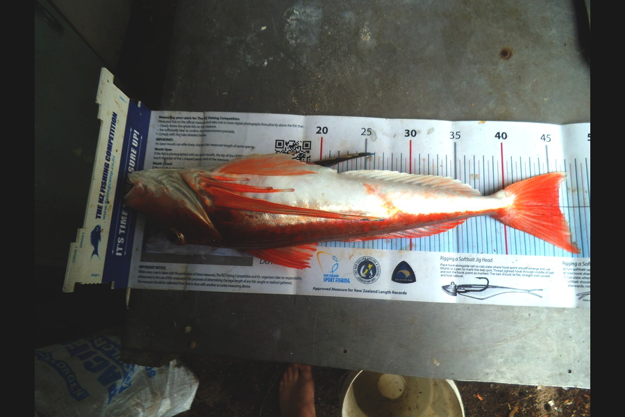 Daniel Primmer caught this 46.0cm Gurnard at tasman bay during The Export NZ Fishing Competition