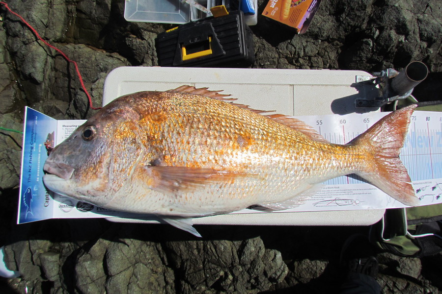 Troy McCallum caught this 71.0cm Snapper at Coromandel during The Export NZ Fishing Competition
