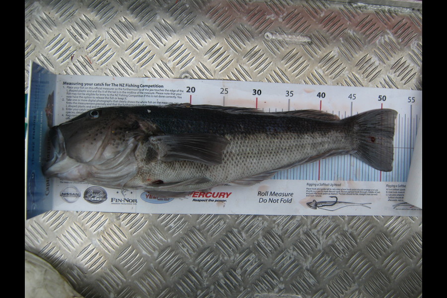 Phil Casey caught this 52.0cm Blue Cod at Jackson Bay during The Export NZ Fishing Competition