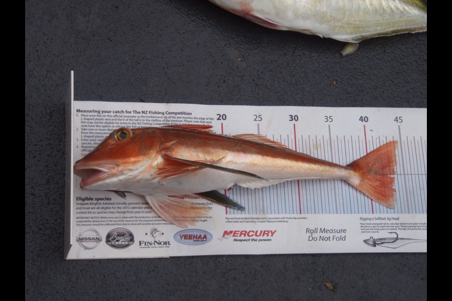 sandy keen caught this 43.5cm Gurnard at Ridge mount napier during The Export NZ Fishing Competition