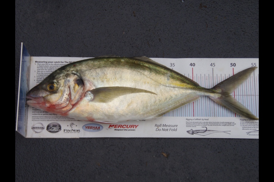 sandy keen caught this 48.5cm Trevally at Ridge mount napier during The Export NZ Fishing Competition